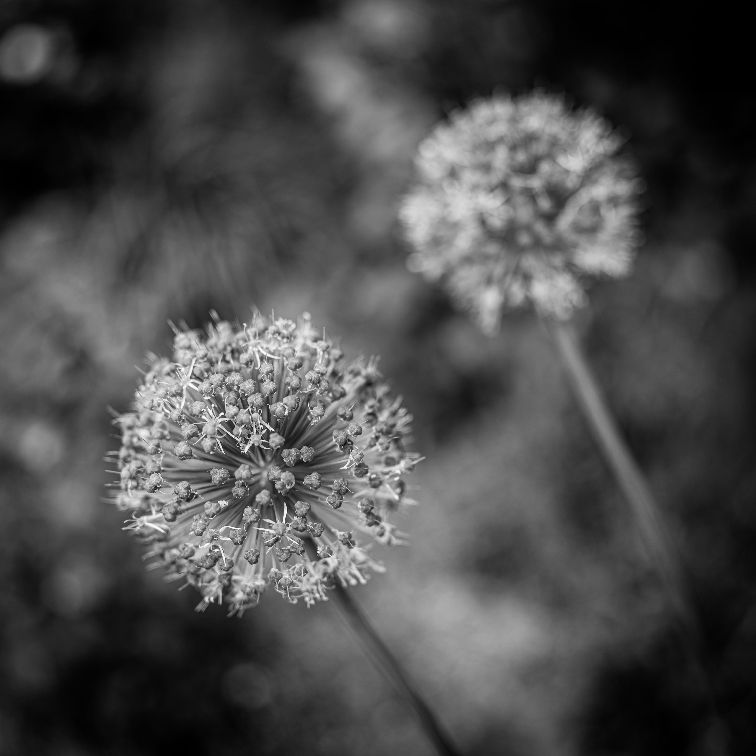 Riesen-Lauch