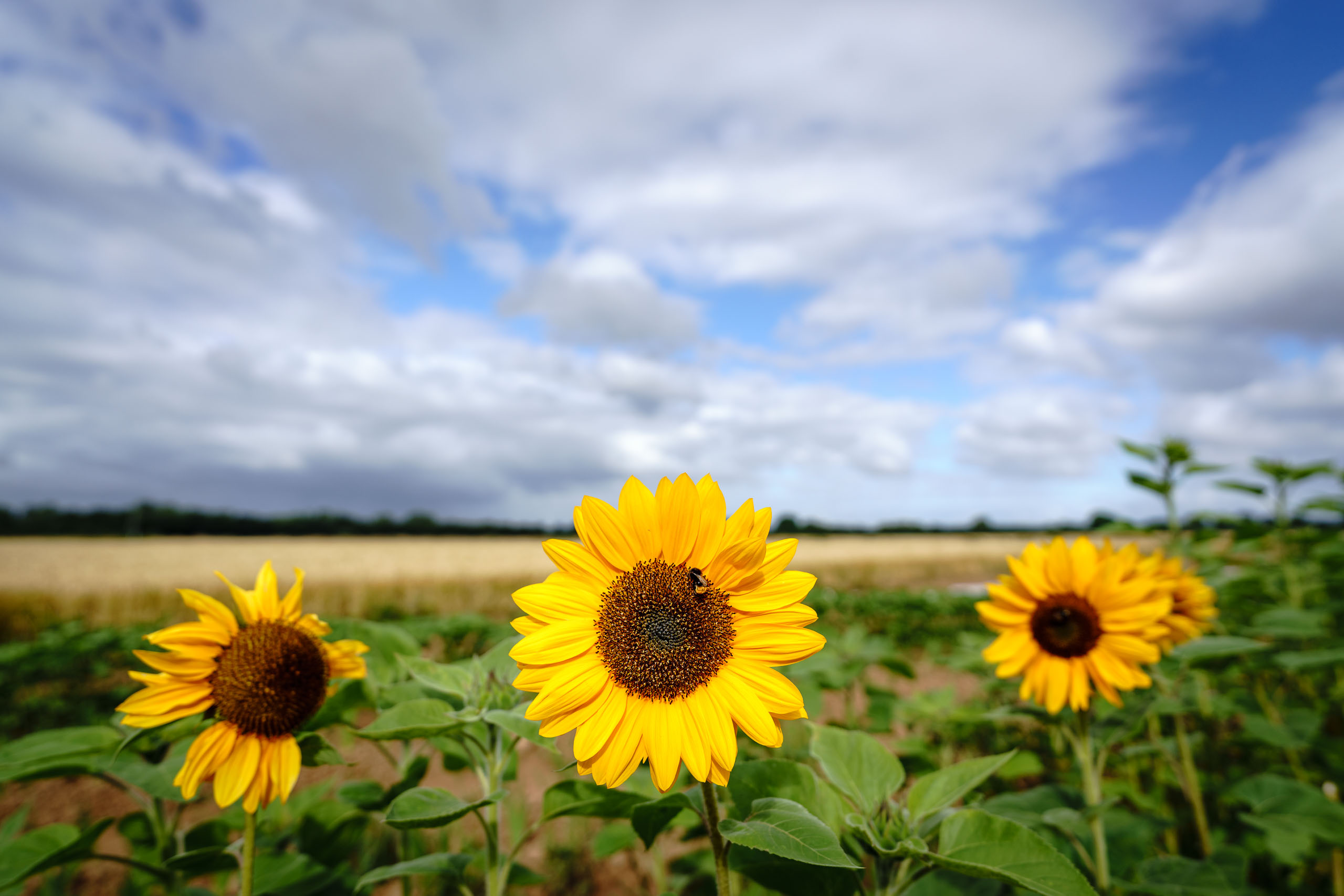 Sonnenblumen
