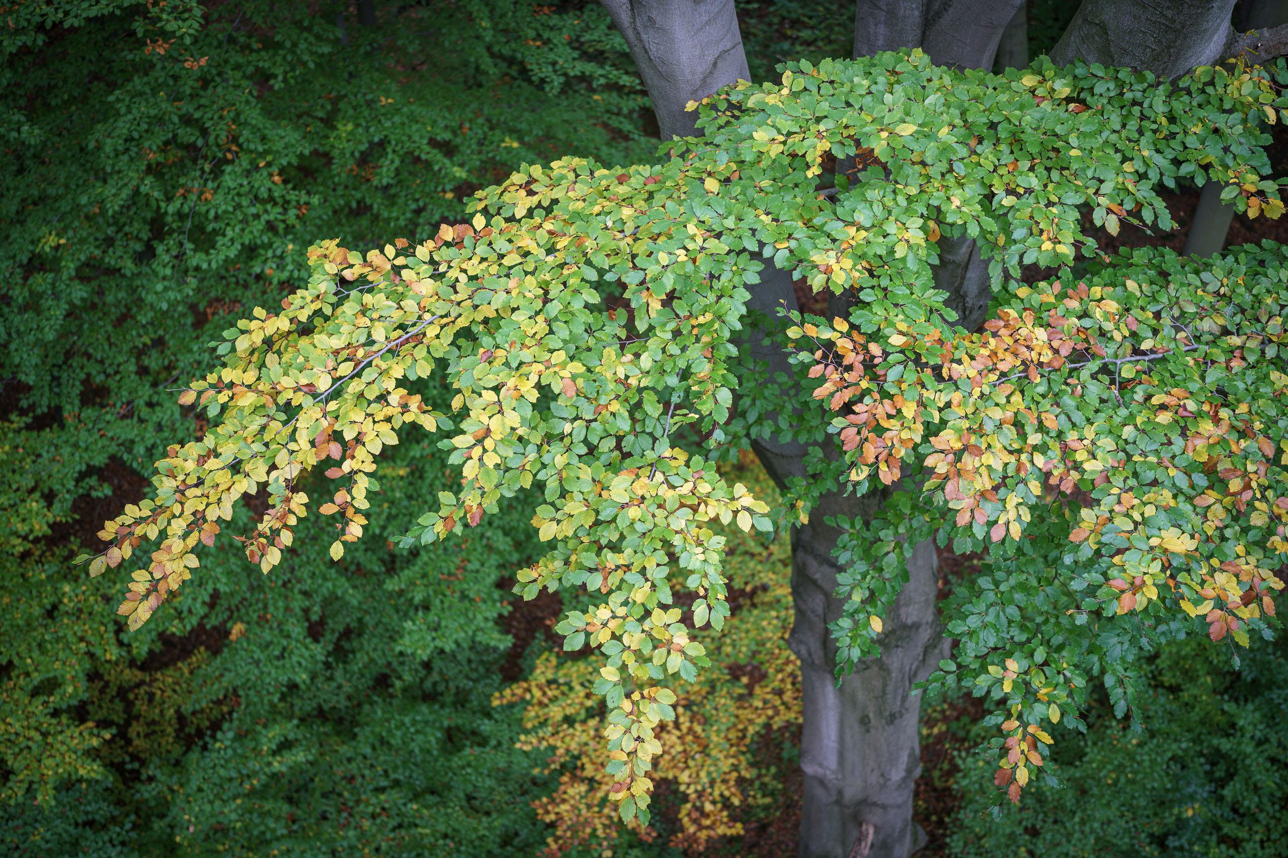 Herbstfarben