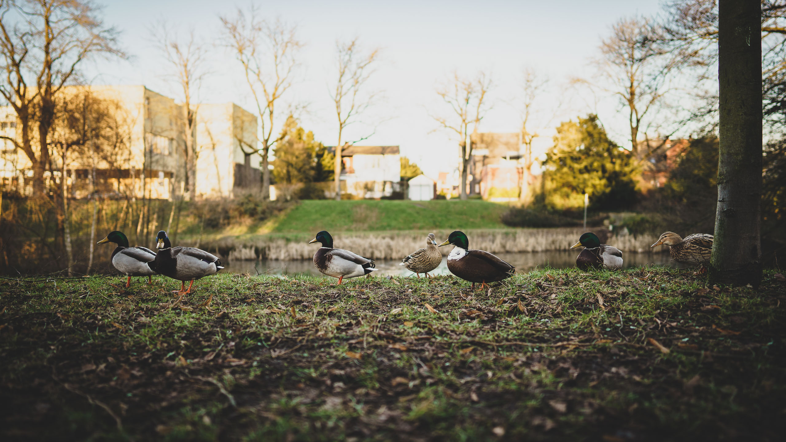Tierische Wegelagerer