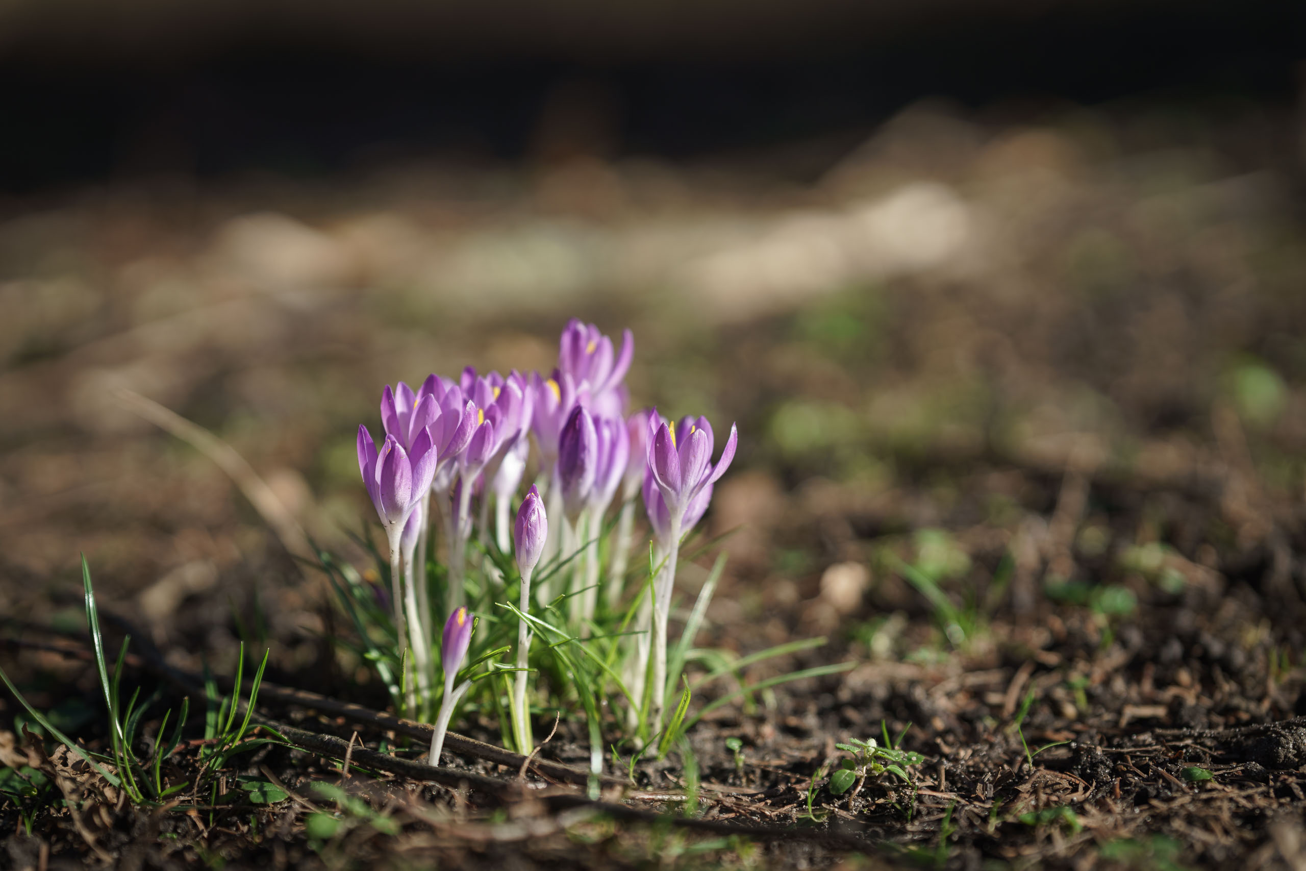 Krokusblüte