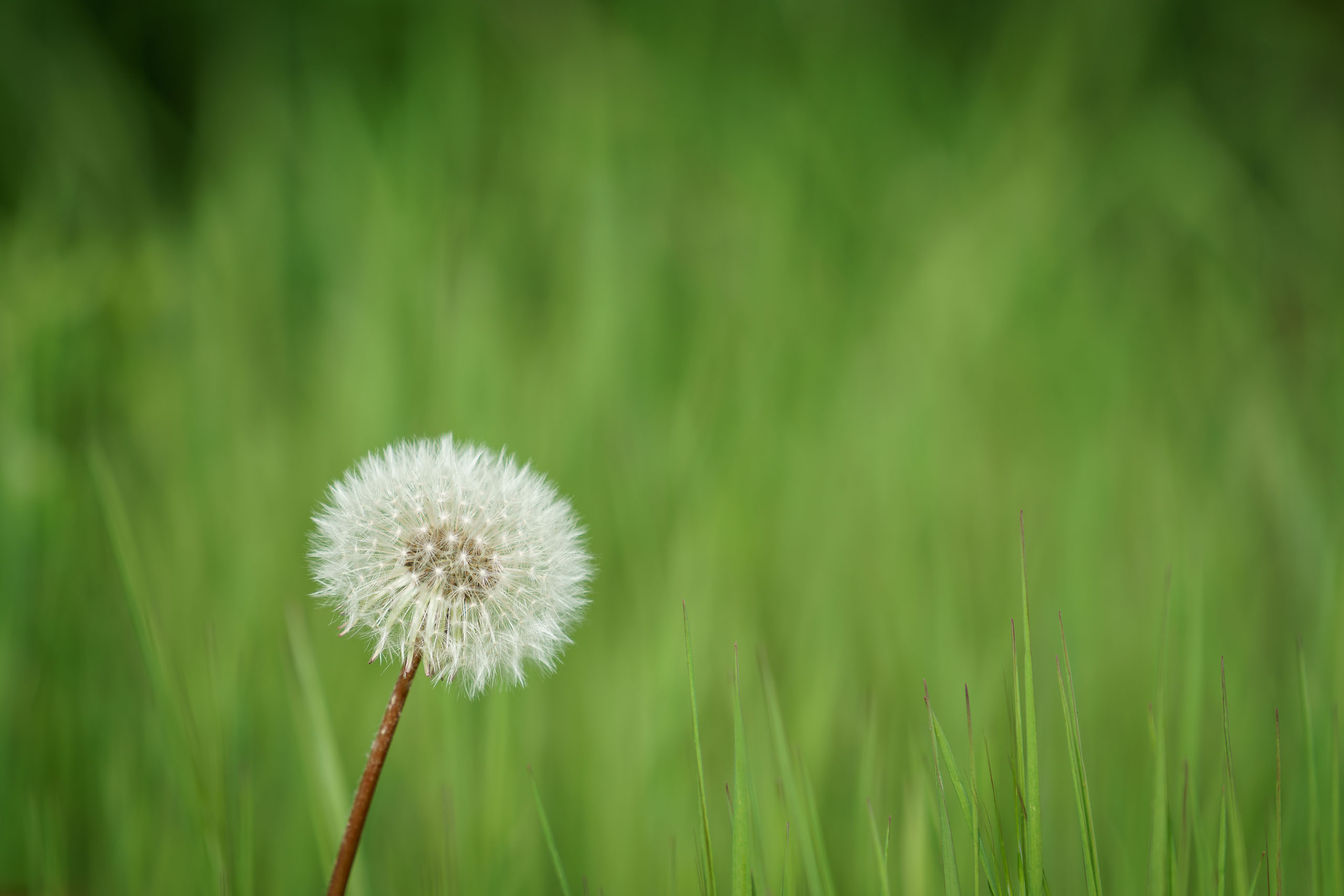 Pusteblume