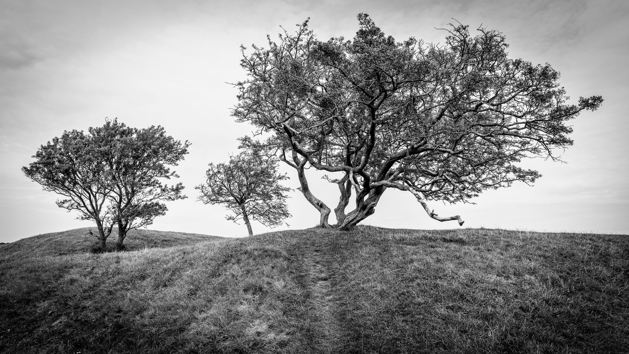 Baumlandschaft an der Kalø Slotsruin