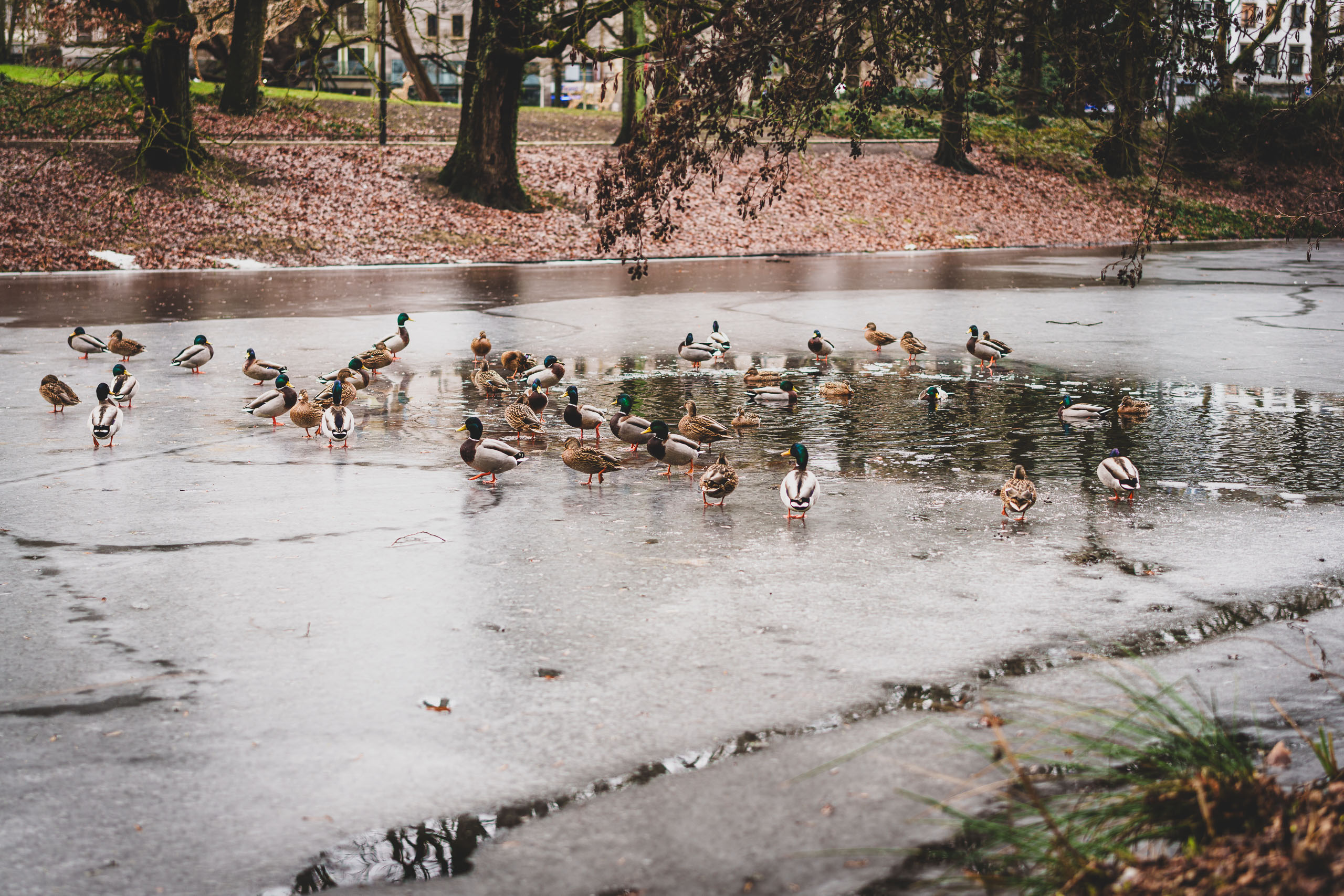 Ganz dünnes Eis....