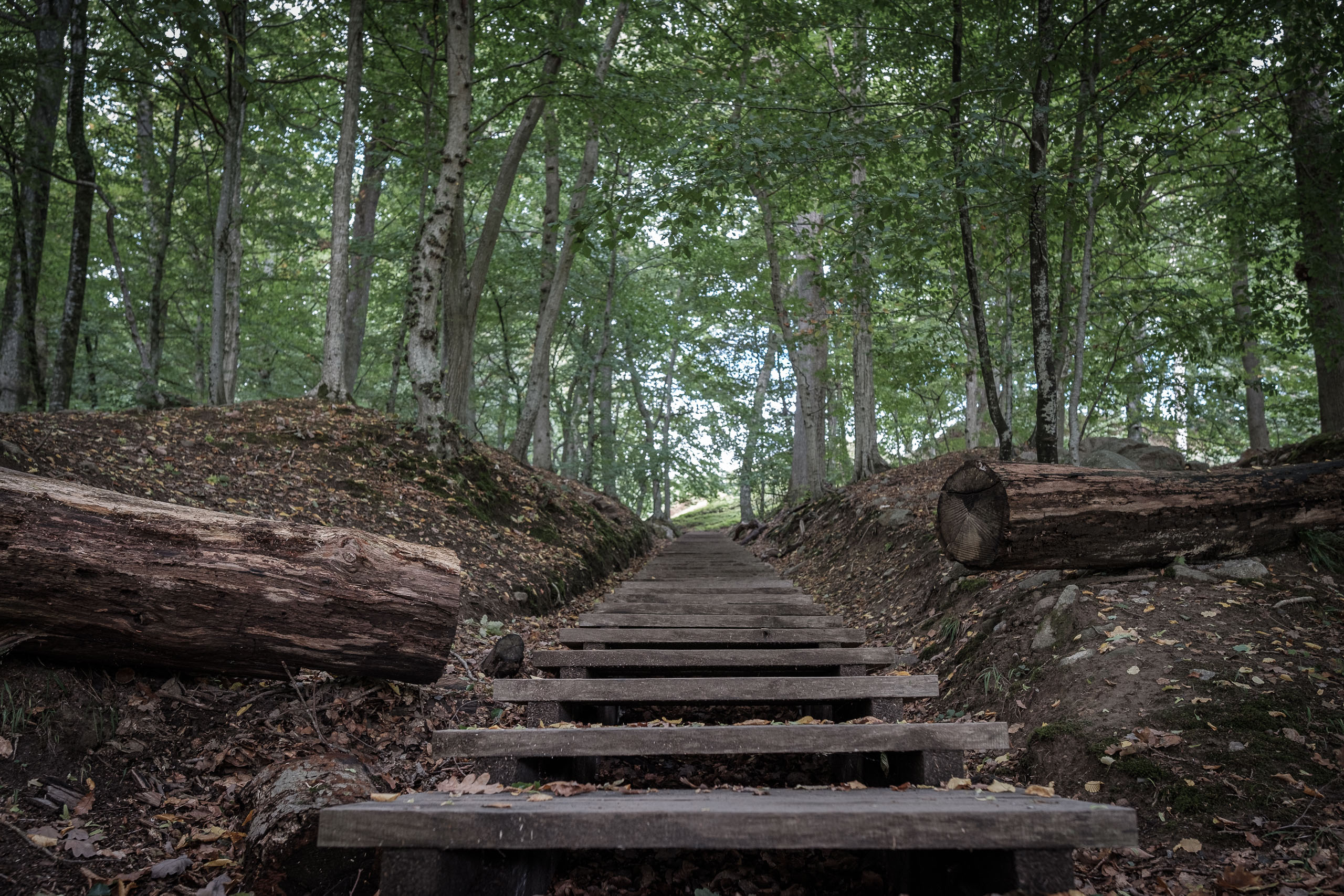 Waldtreppe im Ekkodalen