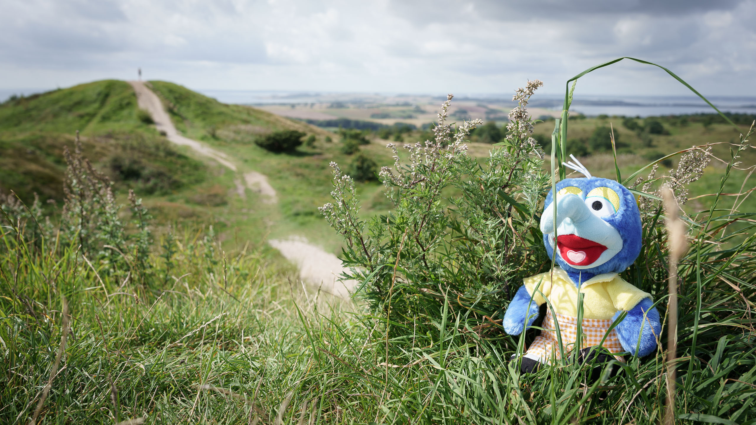 Gonzo auf dem Trehøje im Nationalpark Mols Bjerge.