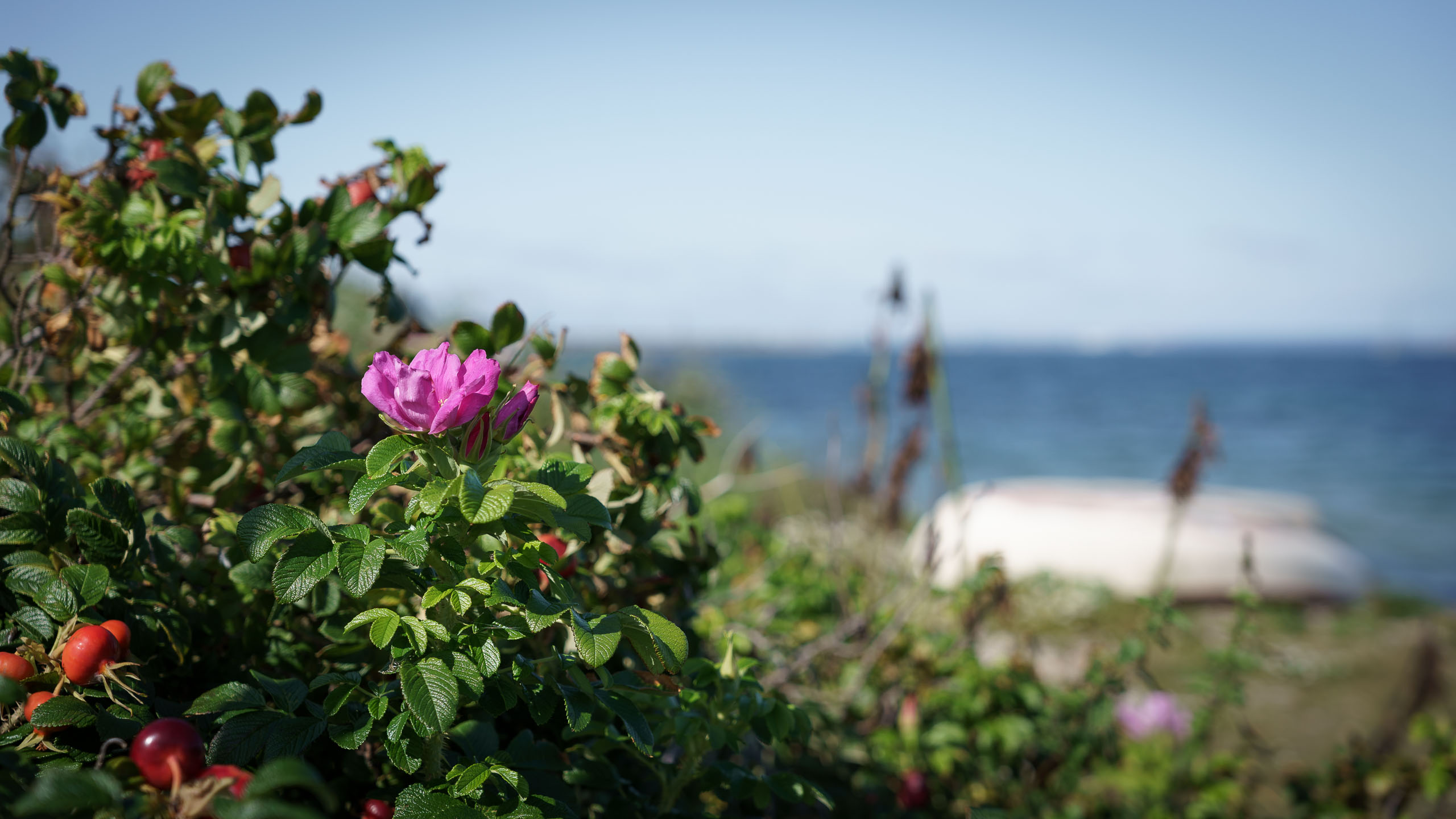Hagebuttenbüsche am Ostseestrand.