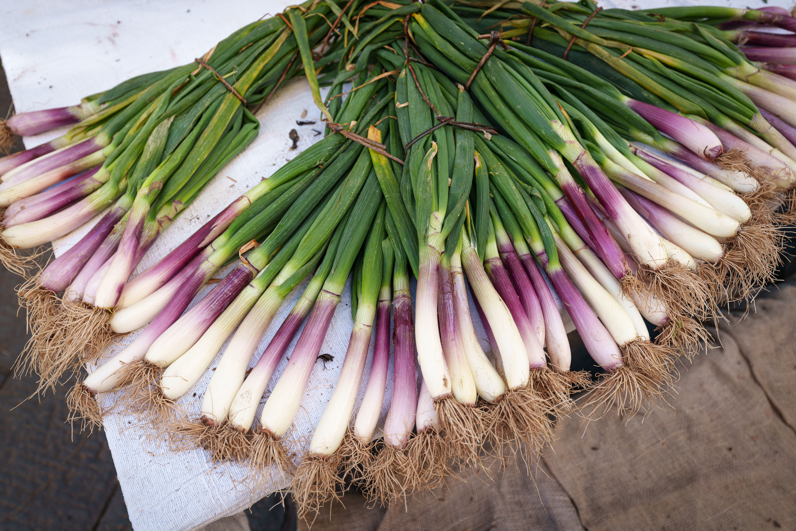 Frühlingszwiebeln auf dem Markt in Camaiore.
