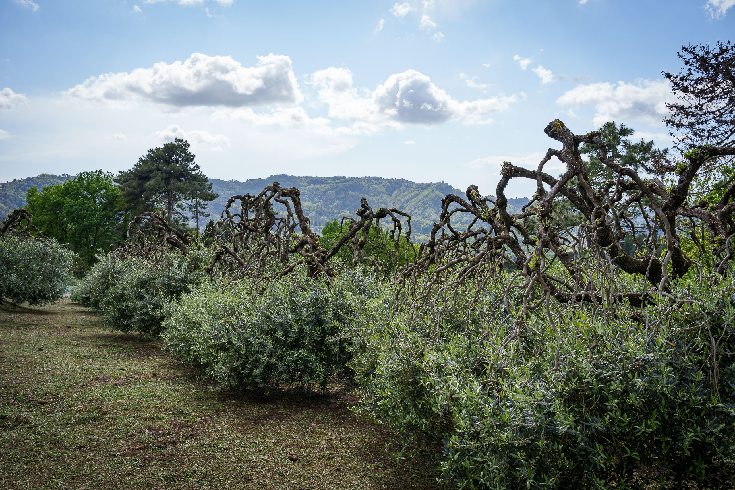 Olivenbäume