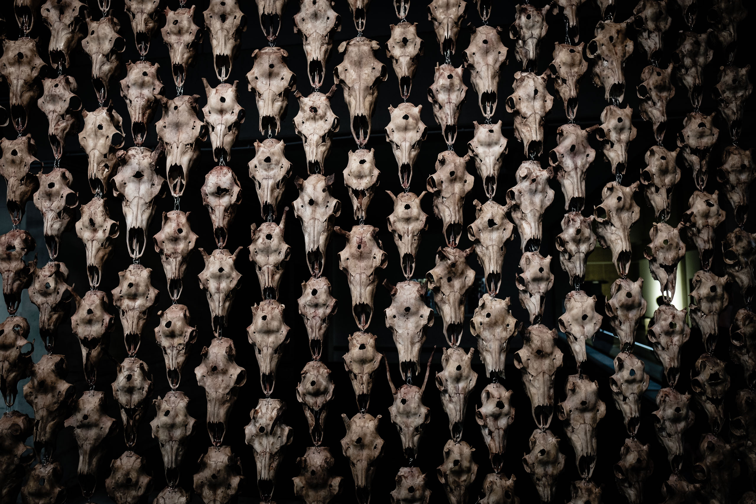 Vorhang aus Rentierschädeln und Metalldraht